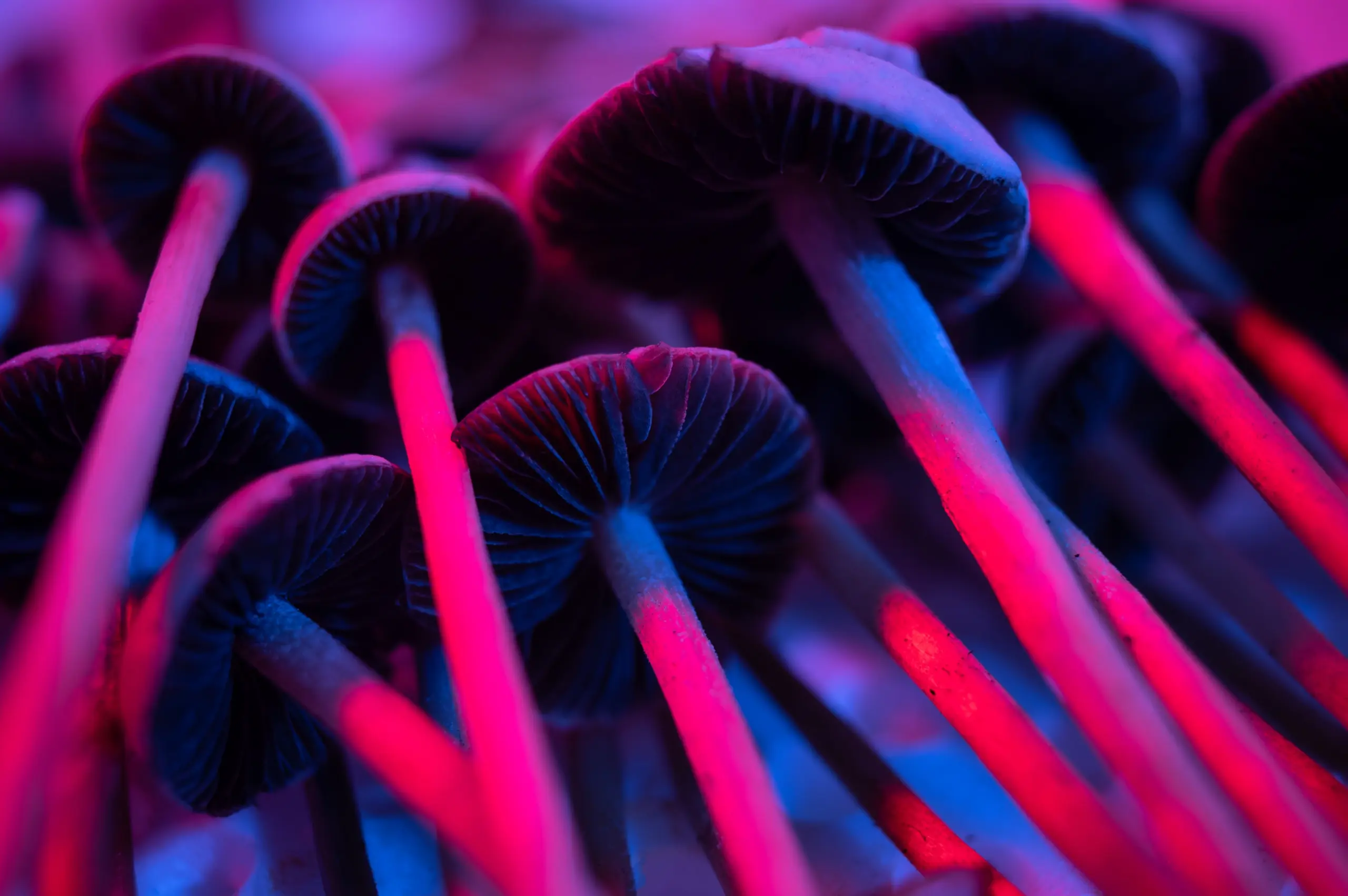 magic mushrooms psilocybin blue Pan panaeolus cyanescens is a very potent hallucinogenic mushroom